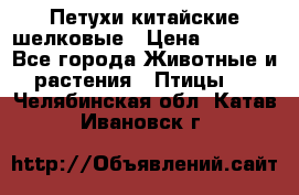 Петухи китайские шелковые › Цена ­ 1 000 - Все города Животные и растения » Птицы   . Челябинская обл.,Катав-Ивановск г.